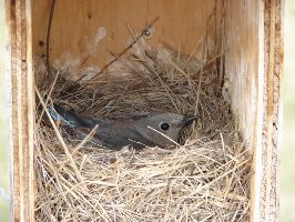 Mountain Blue Bird Nest